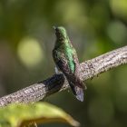 Do Hummingbirds Play, or Are They Fighting? 12 Do Hummingbirds Play, or Are They Fighting